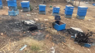 Bursa Gürsu’daki orman yangınında milyonlarca arı telef oldu. Tarımsal üretimde