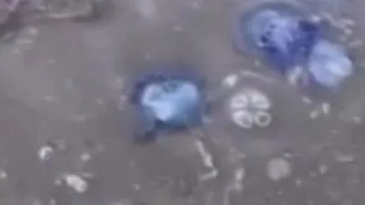 Gemlik sahilini kaplayan mavi denizanaları tatilcileri ve balıkçıları endişelendirdi. Vatandaşlar,