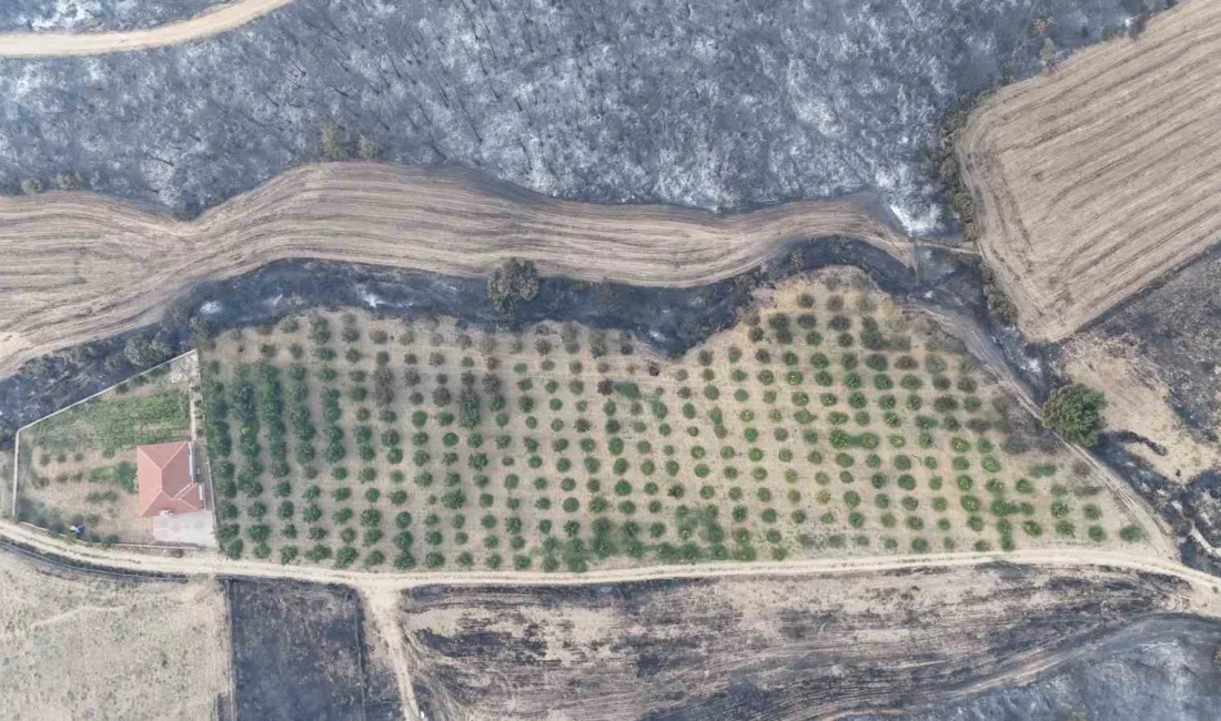 Çanakkale’nin Gelibolu ilçesinde çıkan orman yangınında, sahibi tarafından etrafı temizlenen