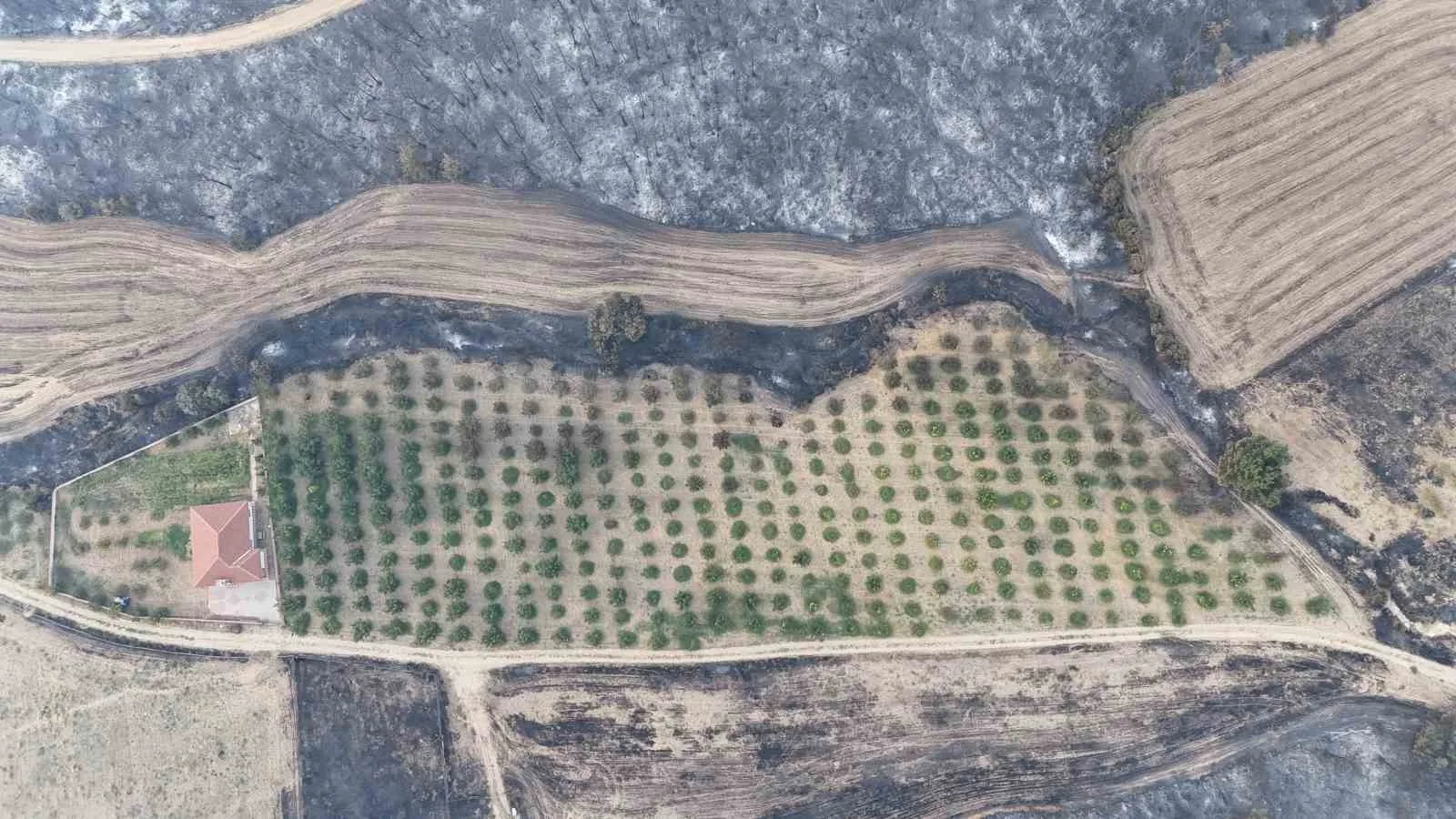 Çanakkale’nin Gelibolu ilçesinde çıkan orman yangınında, sahibi tarafından etrafı temizlenen