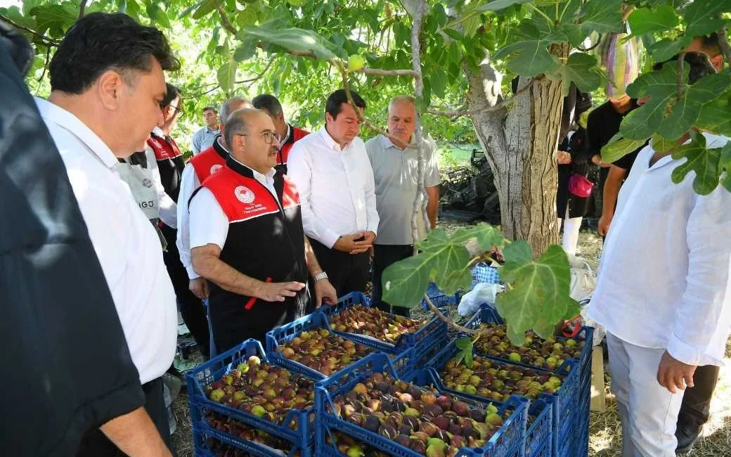 Balıkesir'in Havran ilçesinde coğrafi işaretli ünlü Siyah İncir hasadı başladı.