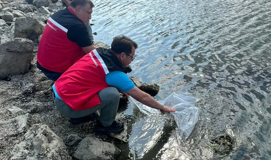 Tekirdağ'da göletlere 975 bin sazan yavrusu bırakıldı. Bu balıklandırma projesinin