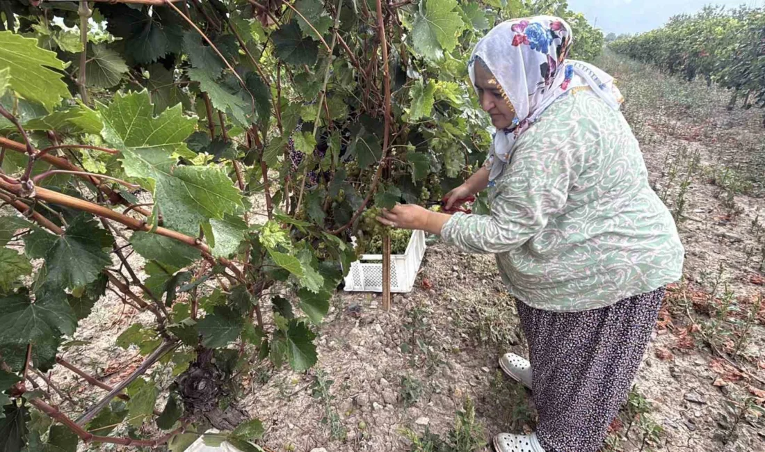 Tokat’ta don zararı Narince üzümünü vurdu, fiyatlar yükseldi Tokat’ın Erbaa ilçesinde Narince üzümü hasadı başladı. Zirai don nedeniyle