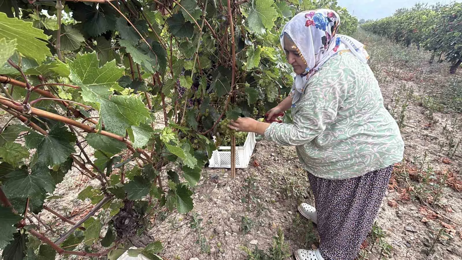 Tokat’ın Erbaa ilçesinde Narince üzümü hasadı başladı. Zirai don nedeniyle