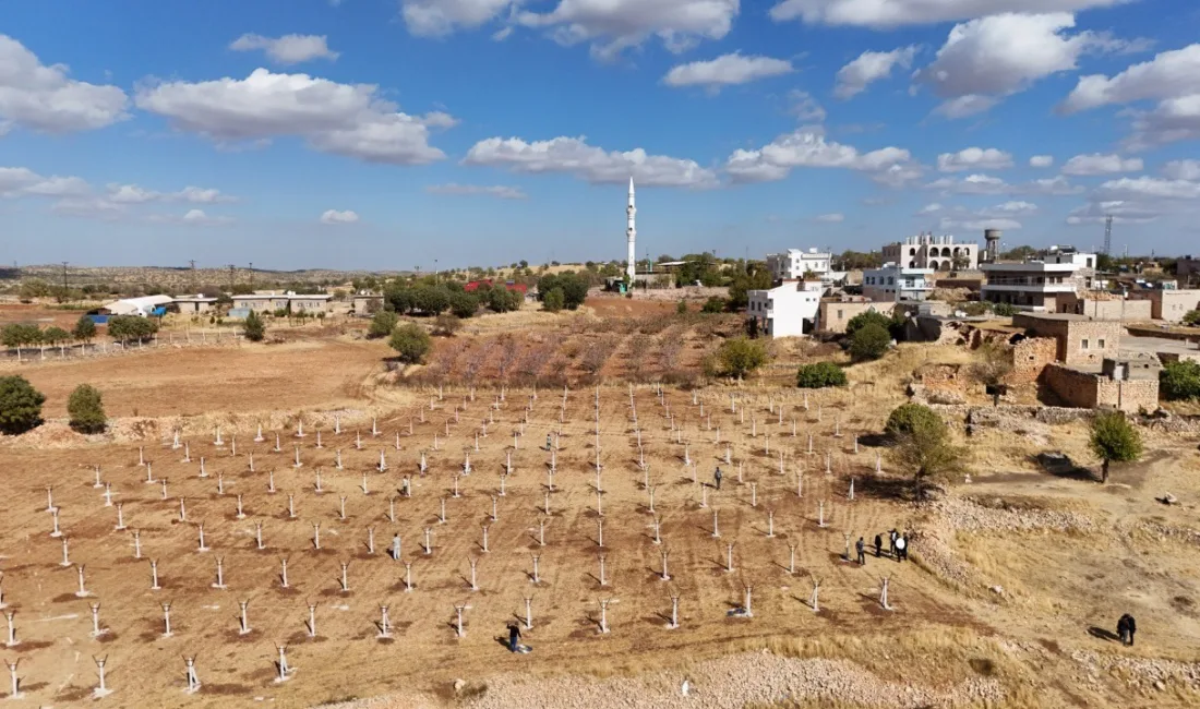 Mardin’de atıl tarım arazileri modern bağcılıkla yeniden değerlendiriliyor Mardin’in Ömerli ilçesinde 30 çiftçiye destekle başlatılan proje kapsamında 120