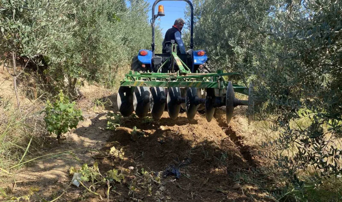 Manisa’nın Alaşehir ilçesinde son günlerde etkili olan sakin yağışlar, zeytin