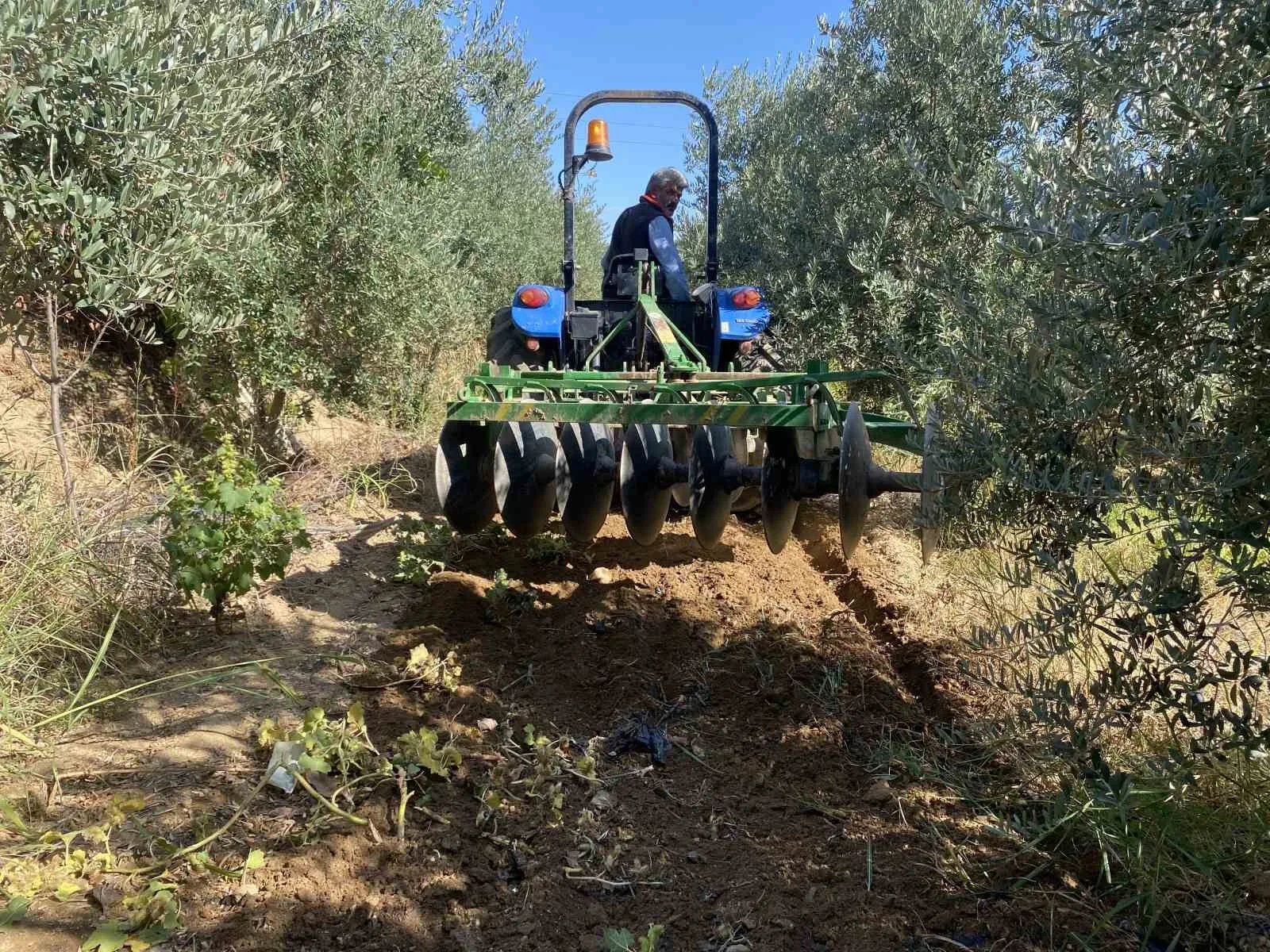 Manisa’nın Alaşehir ilçesinde son günlerde etkili olan sakin yağışlar, zeytin