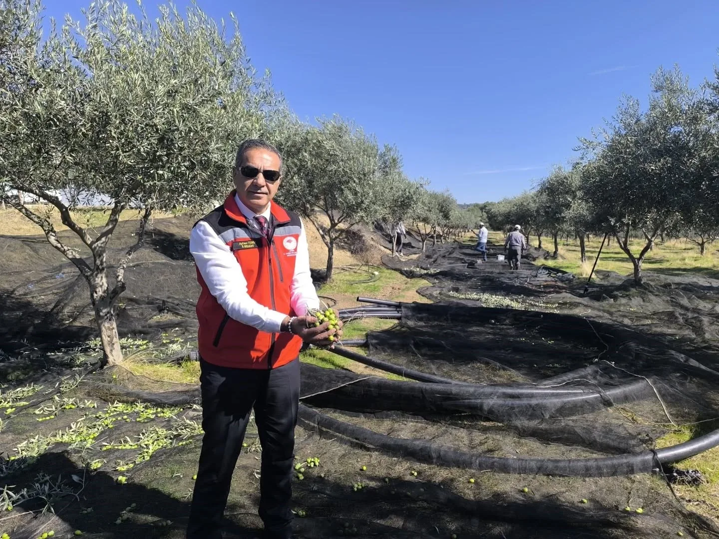 Aydın, 2024 TÜİK verilerine göre sofralık zeytin üretiminde 152 bin