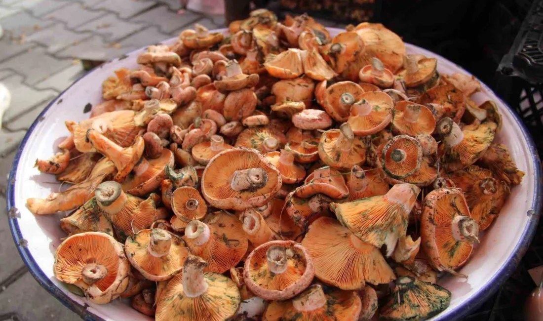 Menteşe’de yağmurların ardından ormanlarda çıkan çıntar mantarı, Perşembe pazarında tezgâhlardaki