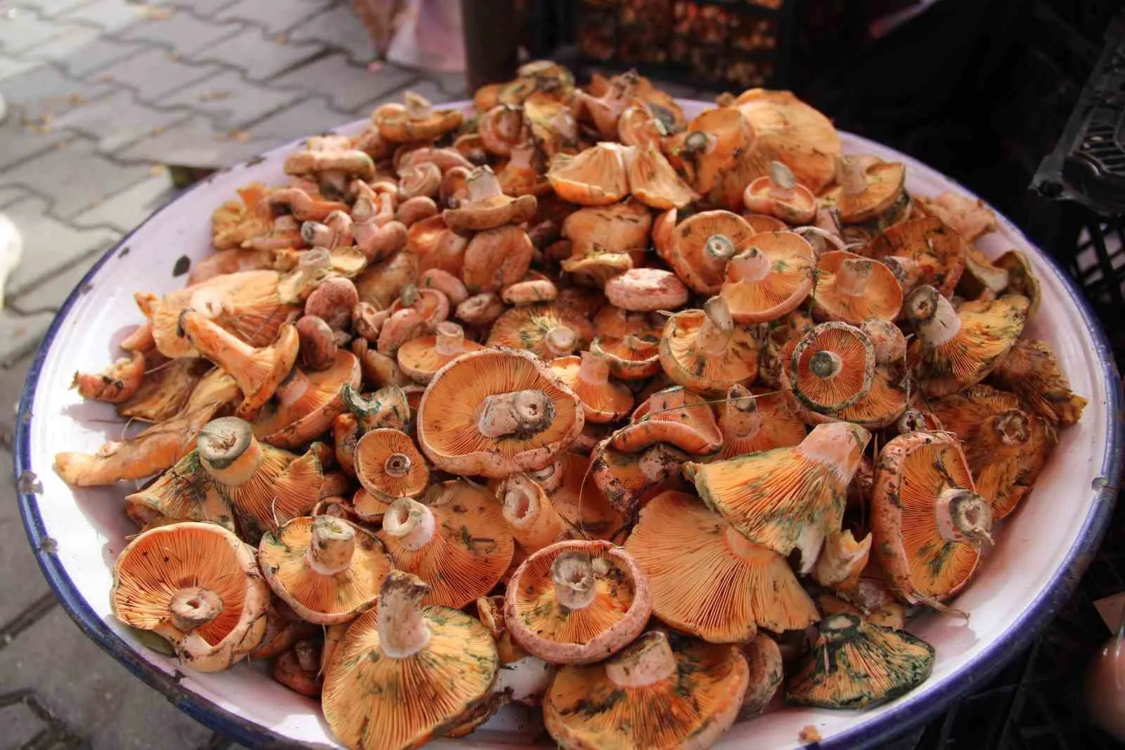 Menteşe’de yağmurların ardından ormanlarda çıkan çıntar mantarı, Perşembe pazarında tezgâhlardaki