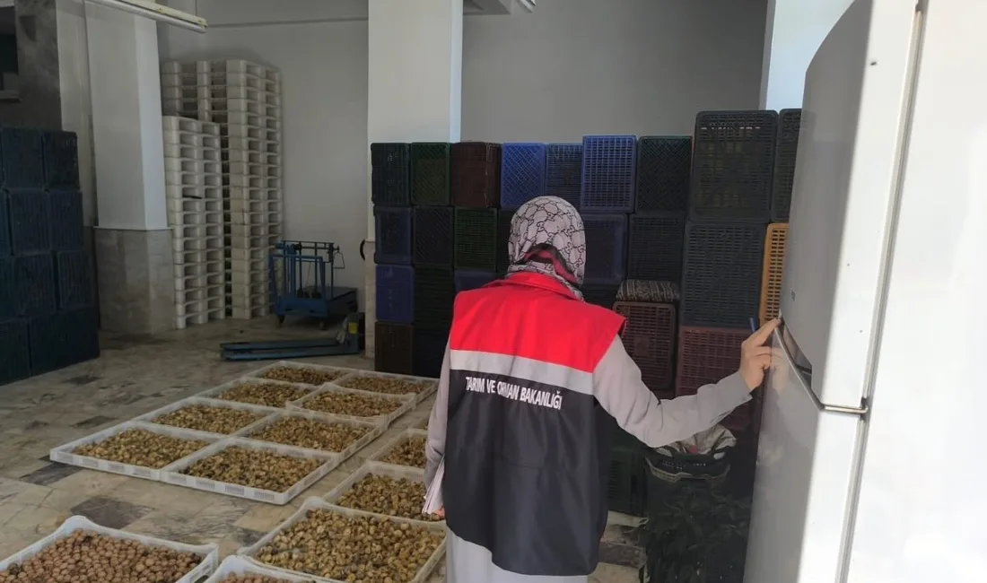 Köşk’te kuru incir depolarına hijyen denetimi Köşk İlçe Tarım ve Orman Müdürlüğü ekipleri, kuru incir depolarında
