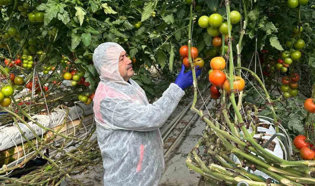 Afyonkarahisar Tarım ve Orman İl Müdürlüğü ekipleri, domates üretiminde verim