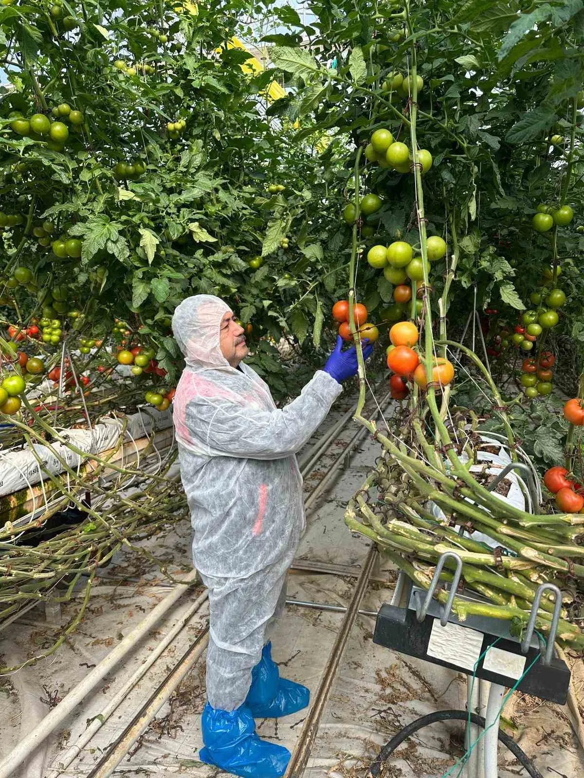 Afyonkarahisar Tarım ve Orman İl Müdürlüğü ekipleri, domates üretiminde verim