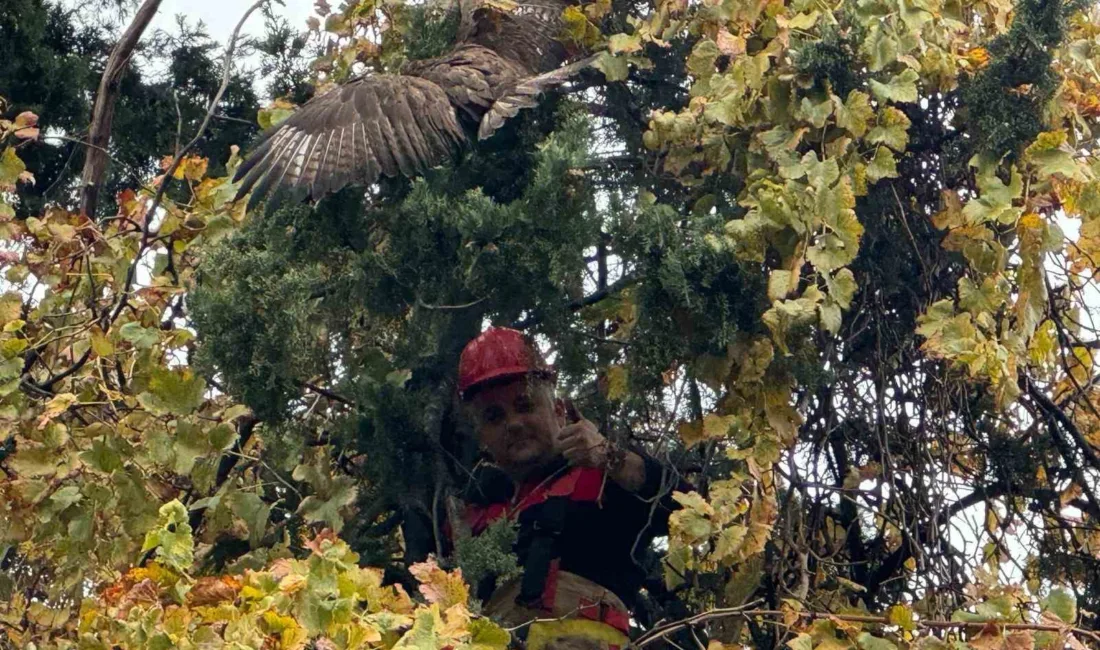 Dörtyol ilçesinde bir ağacın dallarına takılarak mahsur kalan şahin, itfaiye