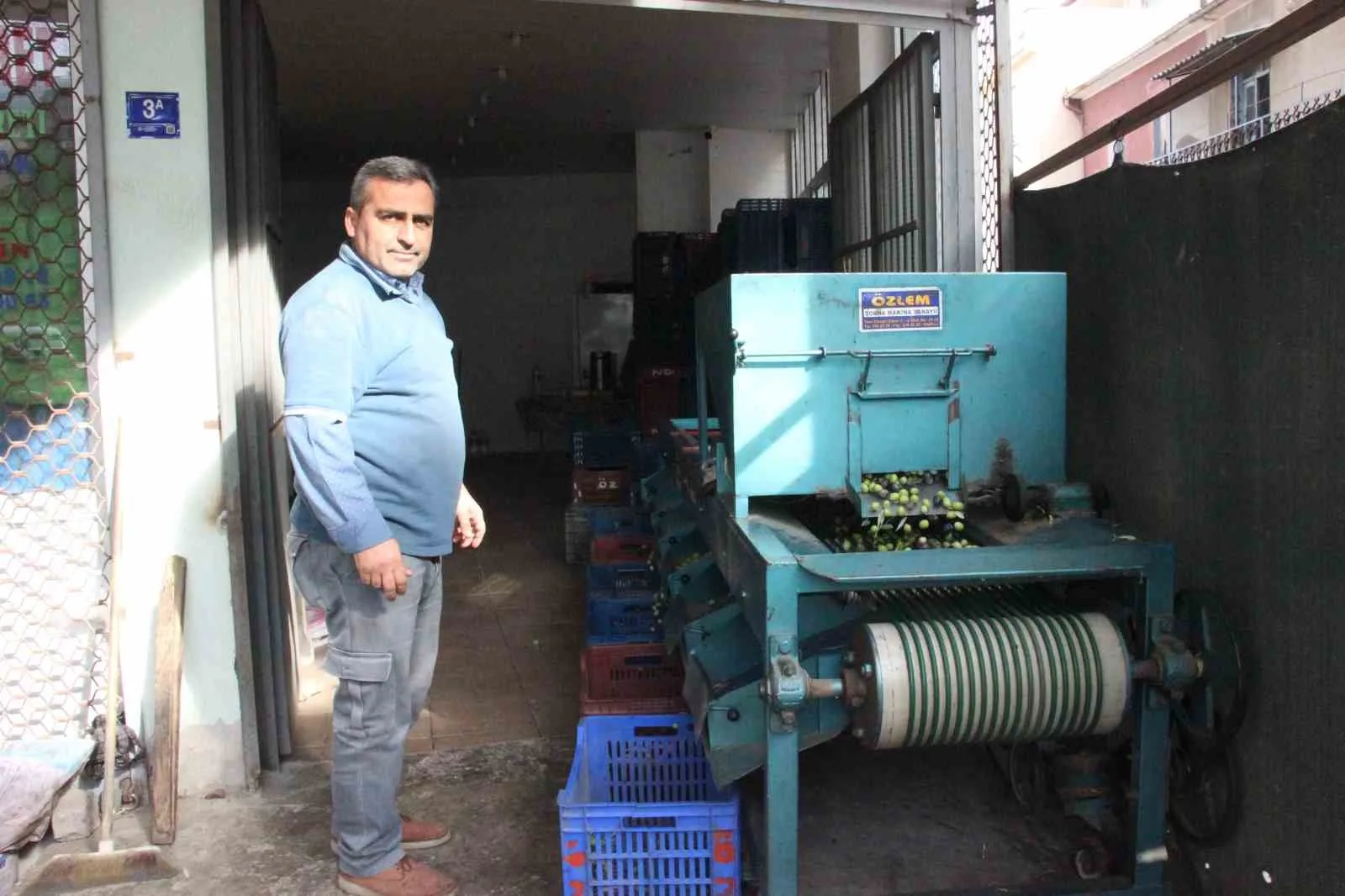 Türkiye’nin önemli zeytin merkezlerinden Aydın’da hasat sürerken, zeytinler kalite ve