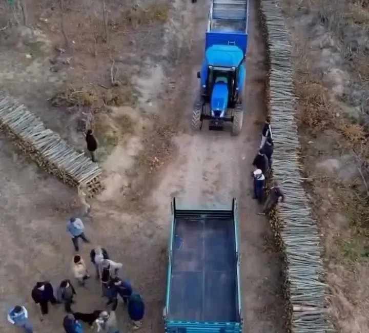 Boyabat’ta kesim sonrası odunlar köylülerin kullanımına açıldı Sinop’un Boyabat ilçesinde Orman İşletme Müdürlüğü tarafından yapılan planlı ağaç