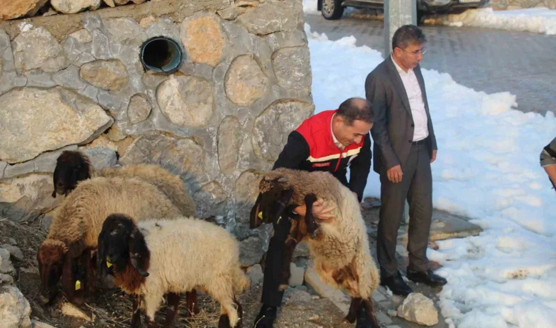 Şırnak’ta vahşi hayvanların telef ettiği küçükbaşlar sonrası mağdur olan üreticiye,