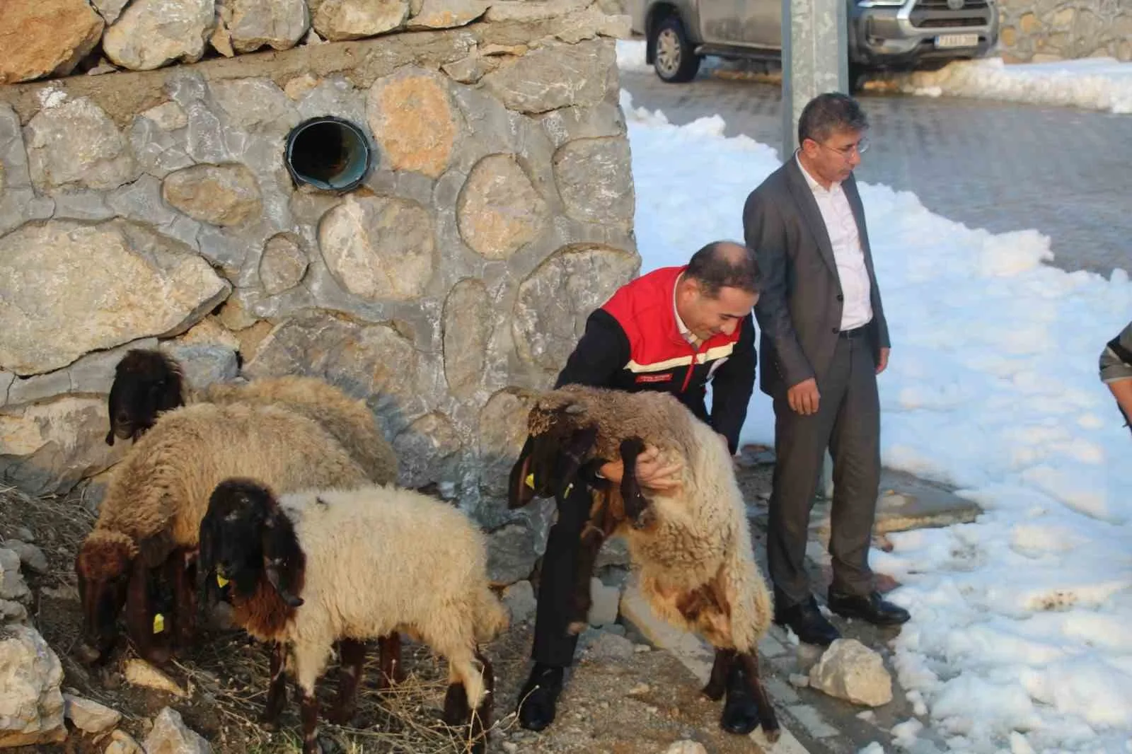 Şırnak’ta vahşi hayvanların telef ettiği küçükbaşlar sonrası mağdur olan üreticiye,