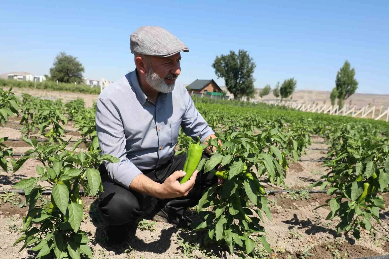 Kocasinan Belediyesi, üreticilere ücretsiz erkenci kapya biberi tohumu dağıtacak. Başkan