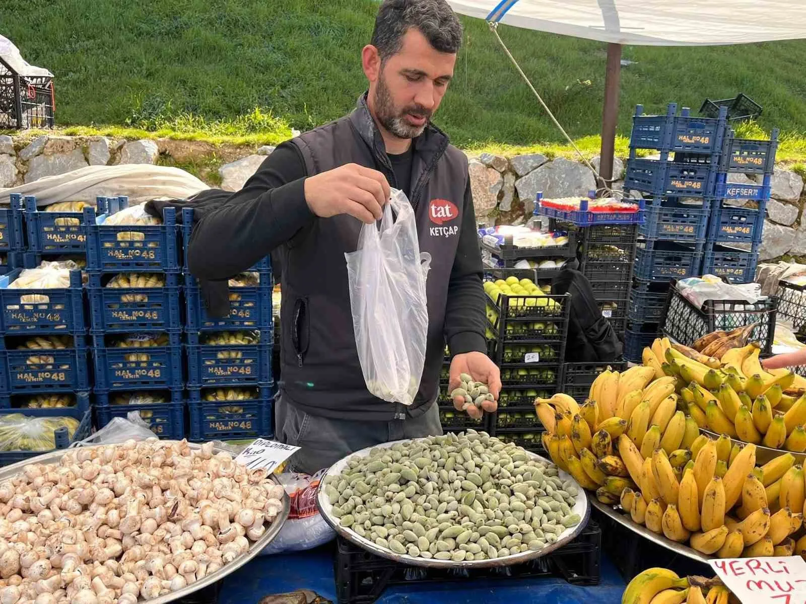 Datça’nın meşhur çağla bademi sezonun ilk ürünü olarak Yatağan Çarşamba