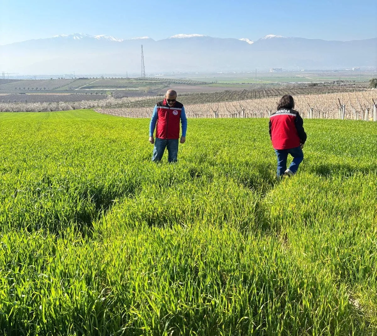 Salihli İlçe Tarım ve Orman Müdürlüğü, buğday, arpa ve yulaf