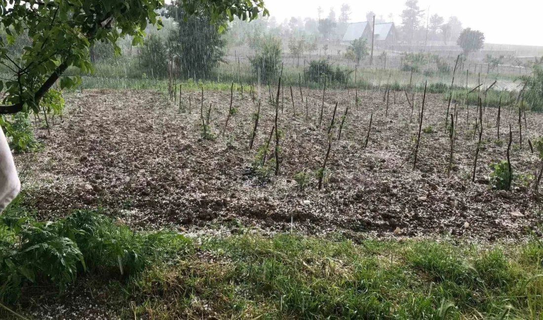 Bursa’da dolu… Keles’te tarım arazilerini dolu vurdu Bursa’nın Keles ilçesinde etkili olan dolu yağışı, tarım arazilerinde zarara